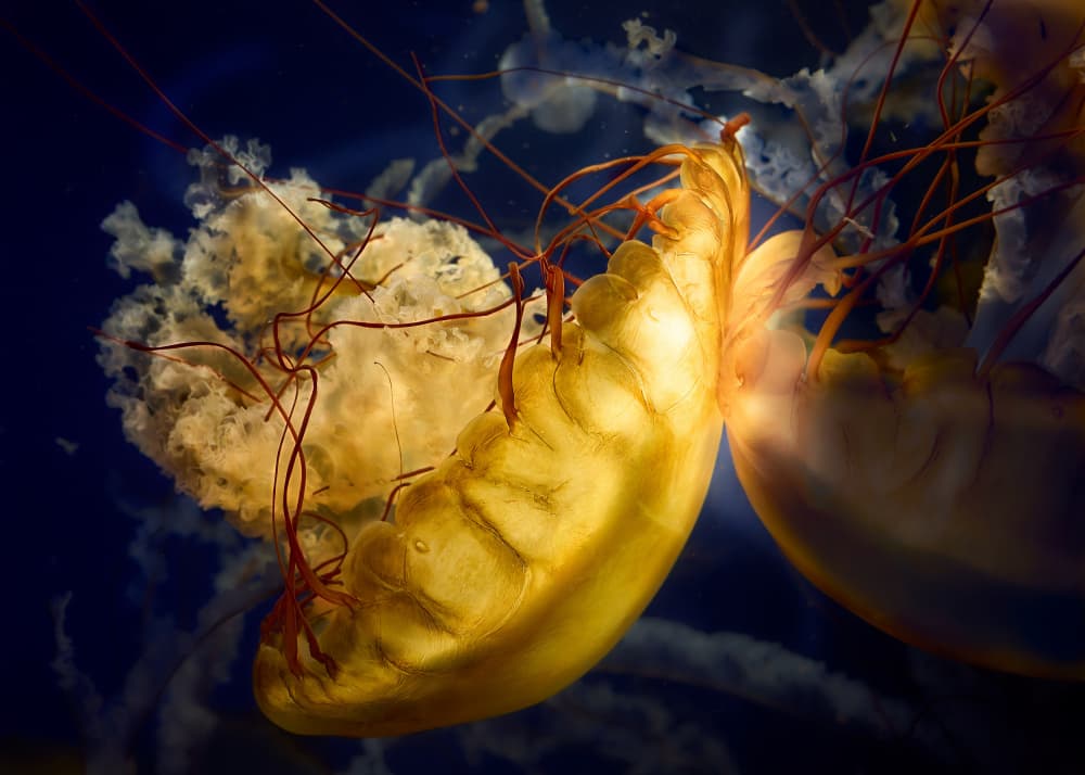Golden Jellyfish Glow by Kaisyakuji Yushi — canvas wall art