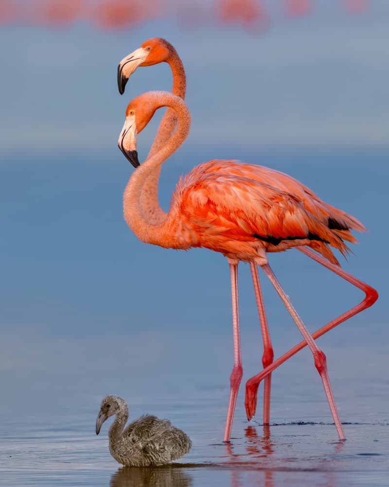 Flamingo Family Wading by Jun Zuo — canvas wall art