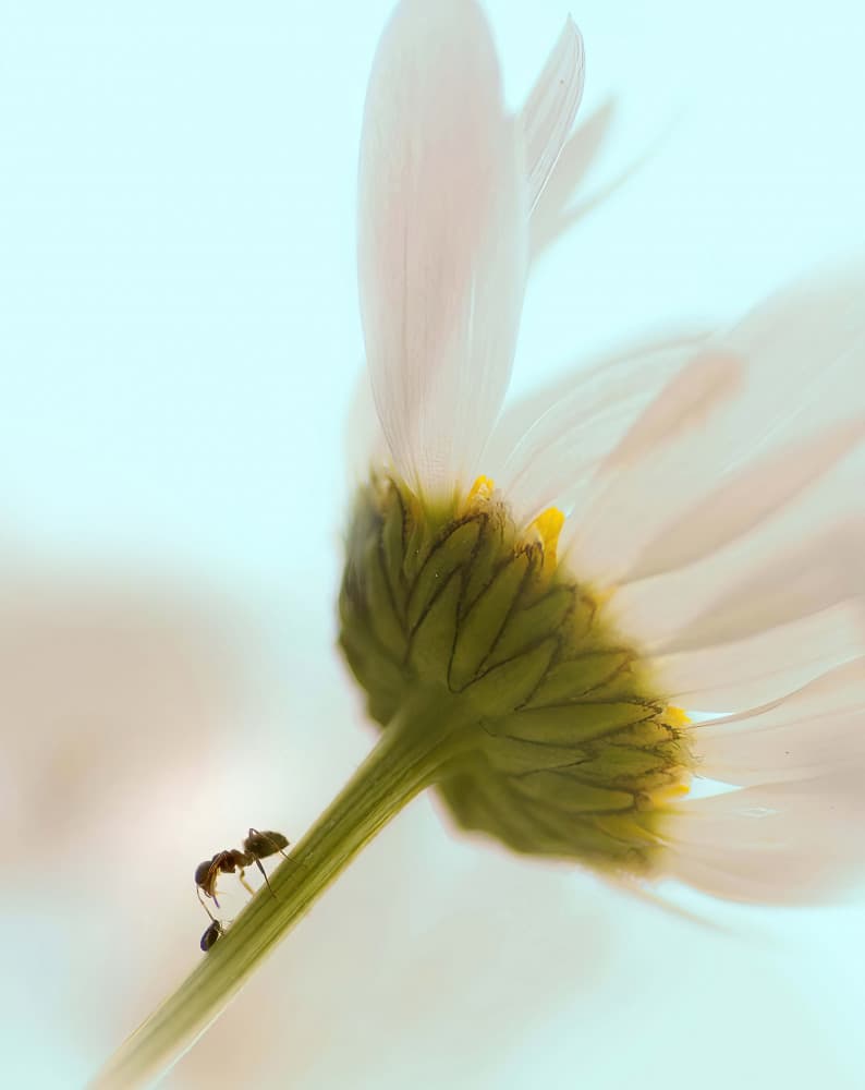 Ant Climbing Daisy Stem by Ylva Sjögren — canvas wall art