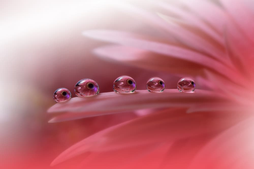 Pink Petal Drops by Juliana Nan — canvas wall art