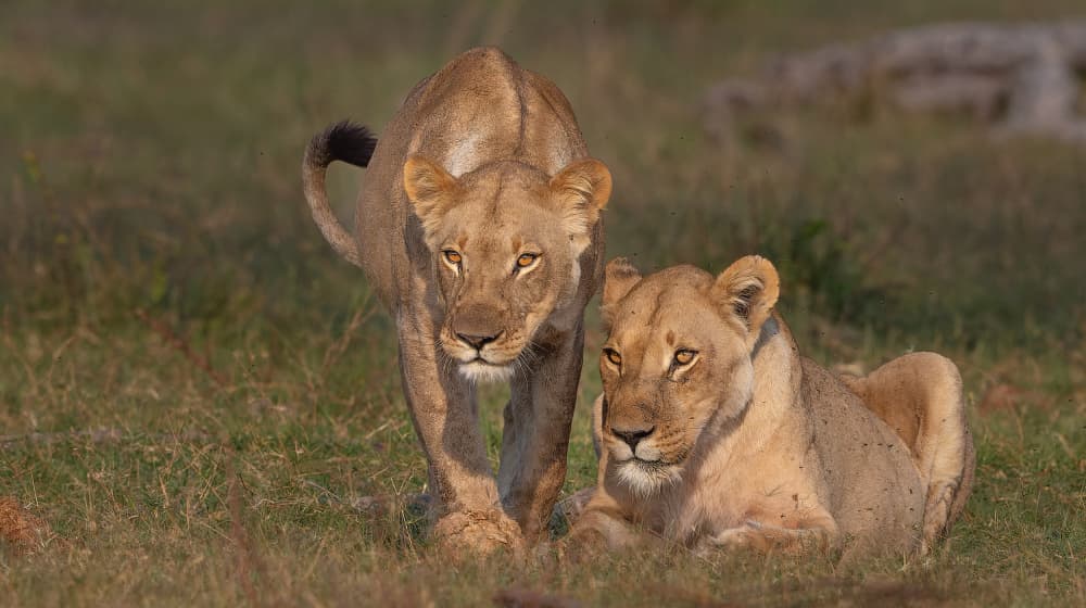 African Lioness Pair by Jannes Drotsky — canvas wall art