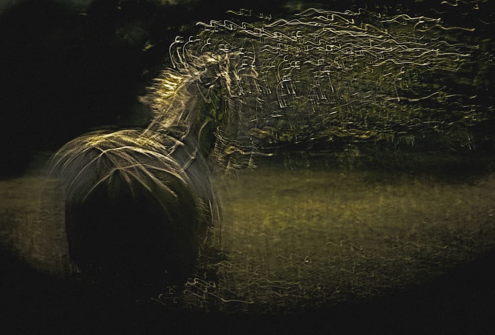 Golden Horse Motion by Milan Malovrh — canvas wall art