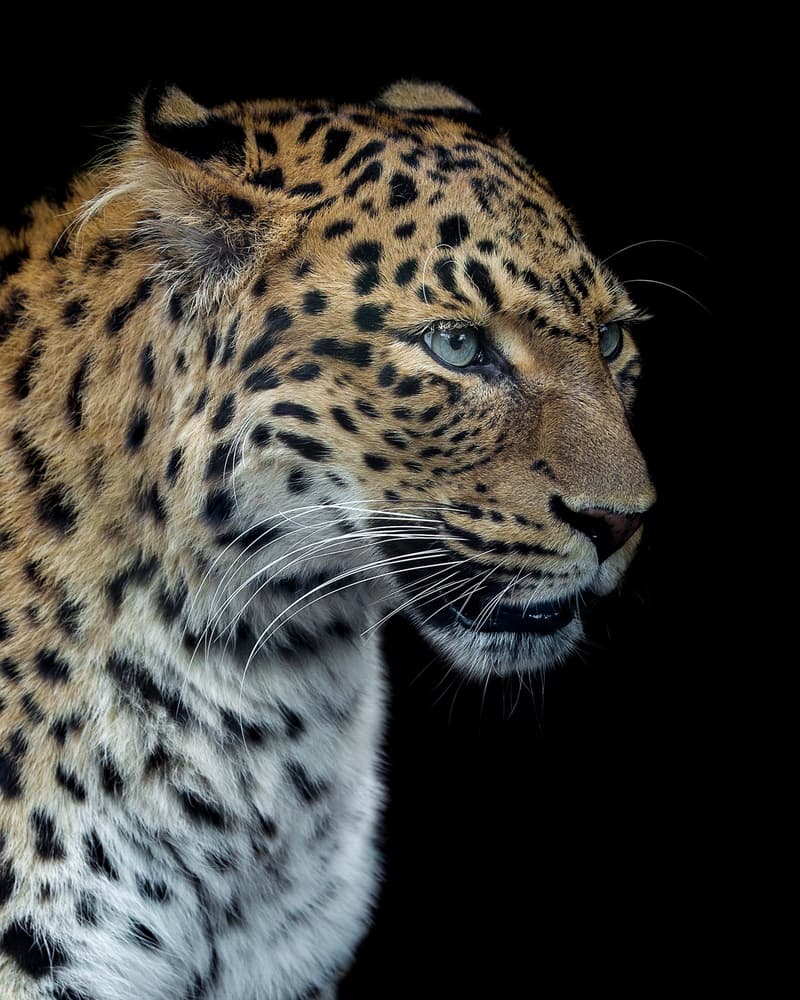 Majestic Leopard Gaze by Laurent Lothare Dambreville — canvas wall art