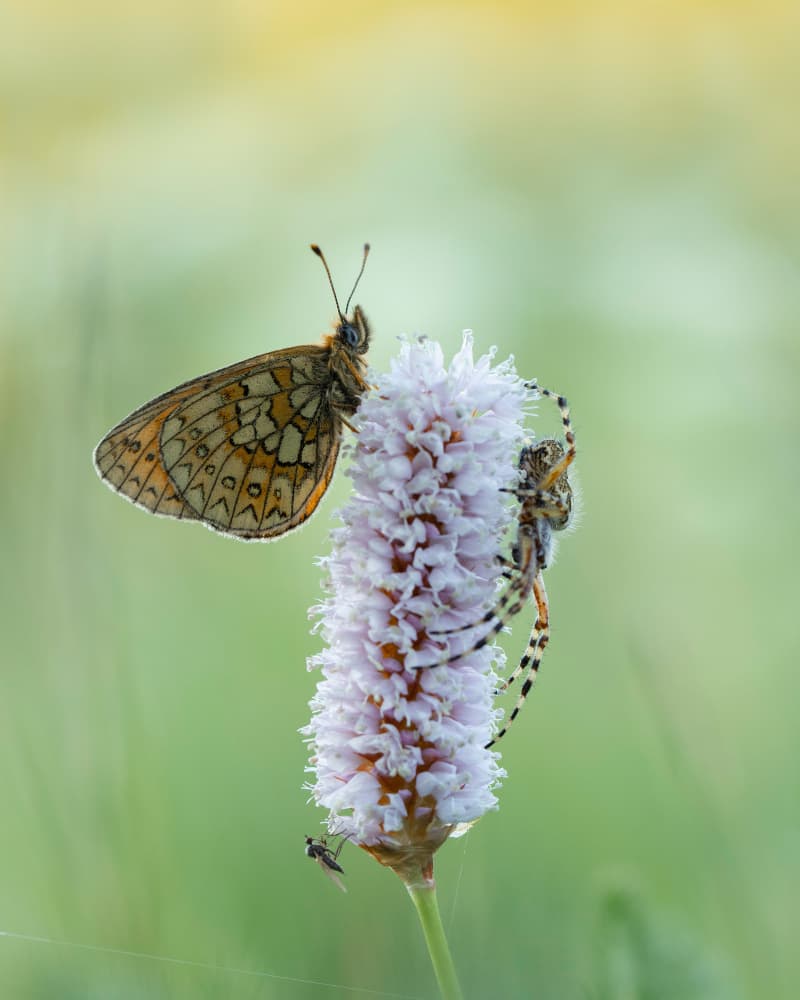 Butterfly and Spider Bloom by Daan de Vos — canvas wall art