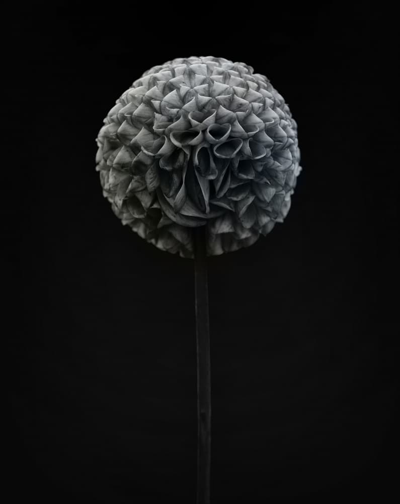 Dark Dahlia Bloom by Lotte Grønkjær — canvas wall art