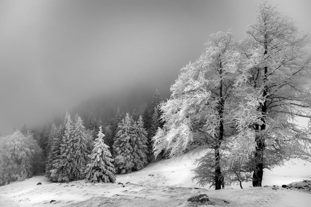 Misty Winter Forest by Aleš Klabus — canvas wall art