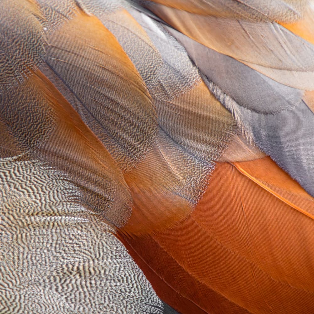Warm Feather Textures by Adolfo Urrutia — canvas wall art