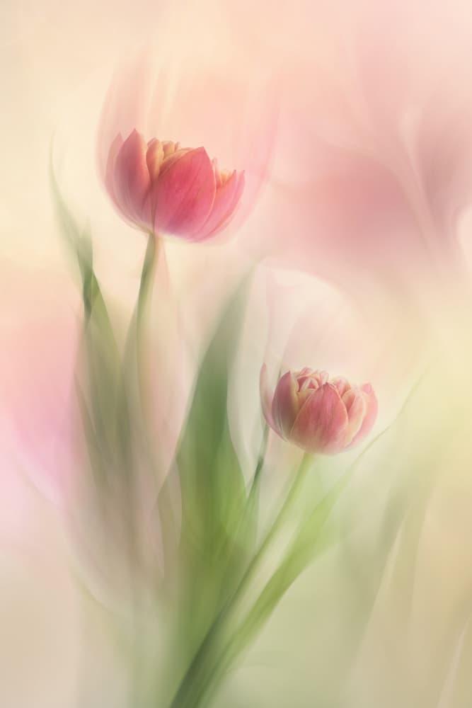 Dreamy Pink Tulips by Cheryl Eagers — canvas wall art