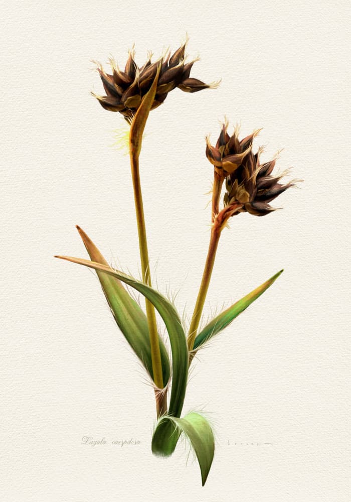Detailed Botanical Study by Juan Hernaz — canvas wall art