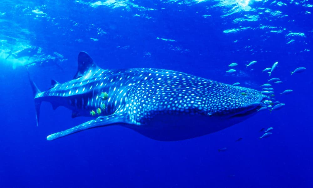 Gentle Giant Of The Ocean by KIMIO KOBAYASHI — canvas wall art