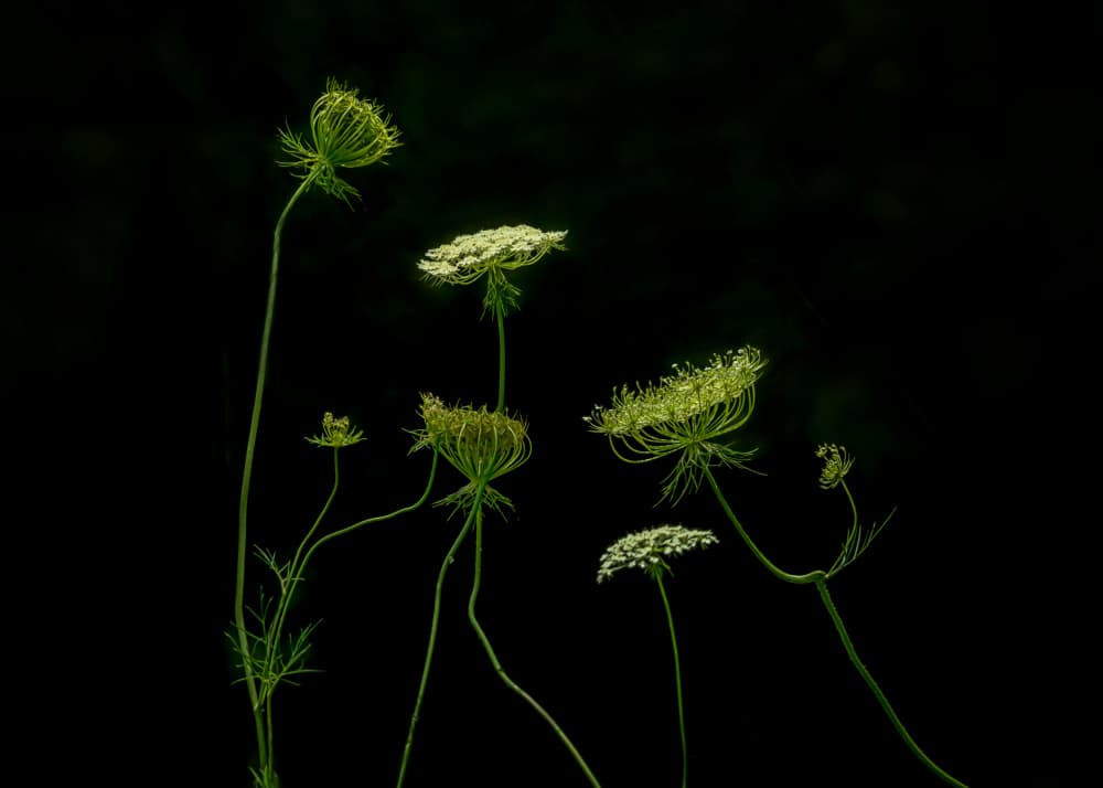 Delicate White Blooms by Jennifer Chen APA — canvas wall art