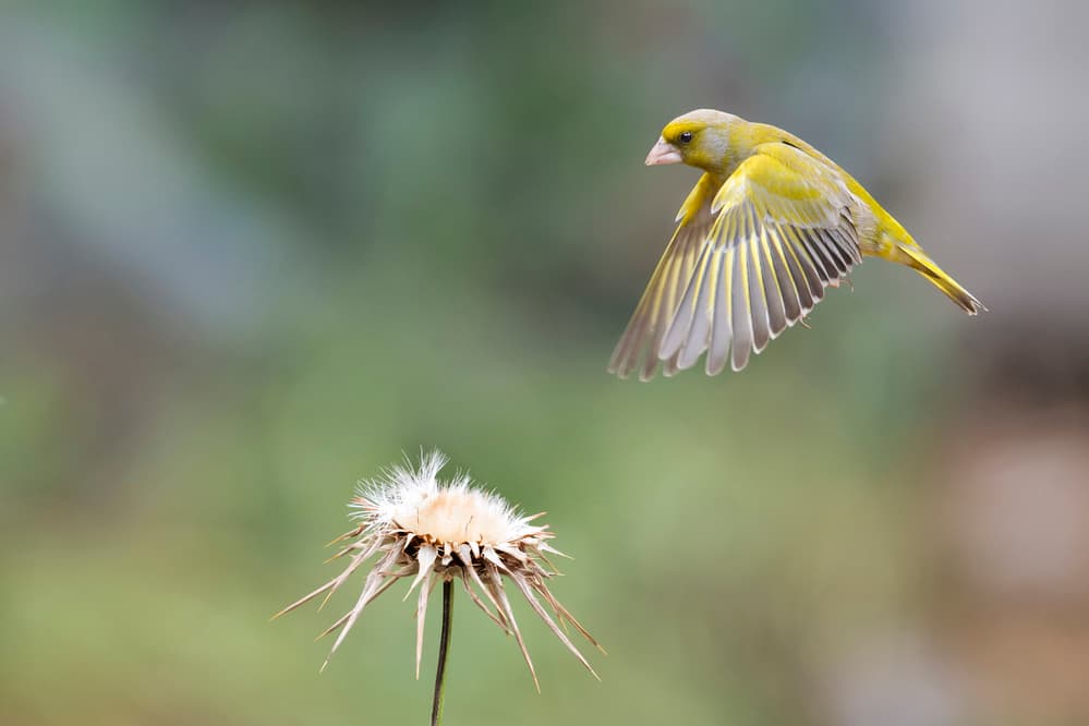 Greenfinch In Flight by Eyal Amer — canvas wall art