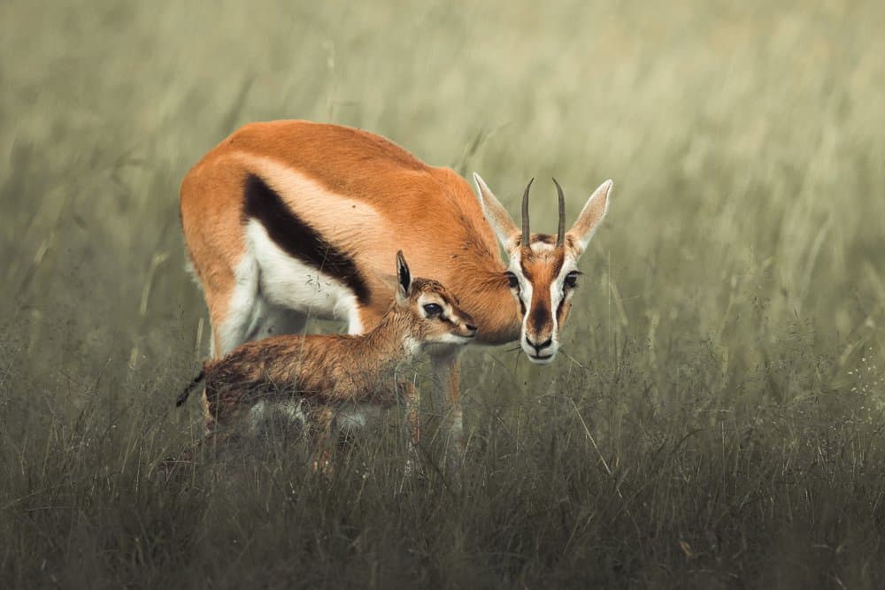 Mother Gazelle and Fawn by Ahmed Sobhi — canvas wall art