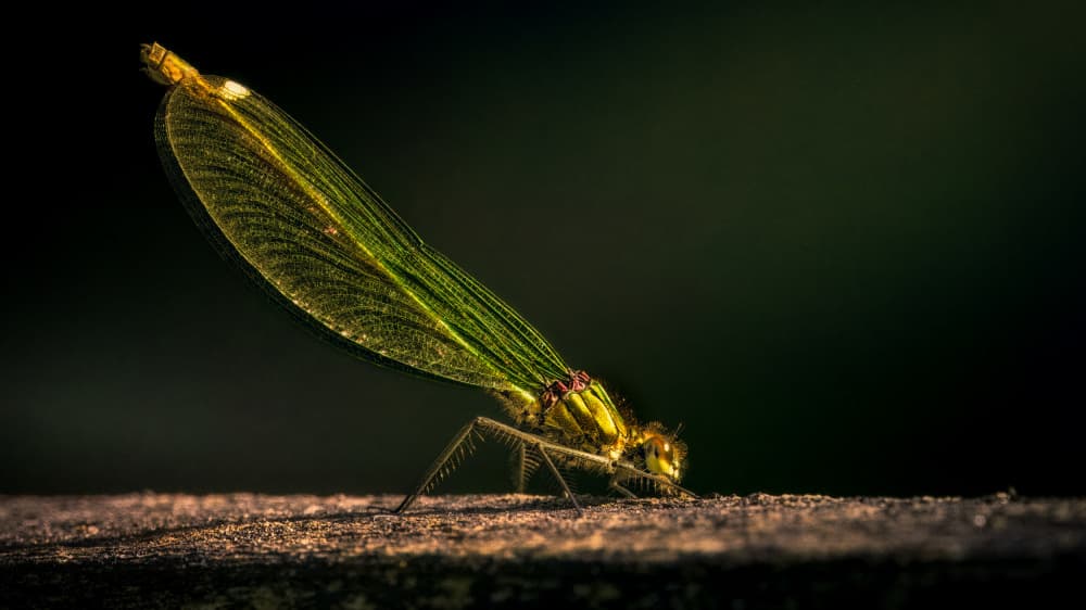 Metallic Green Damselfly by Gert J ter Horst — canvas wall art