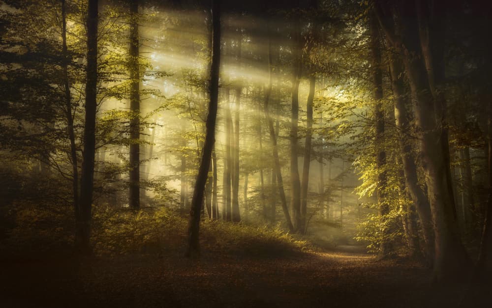 Ethereal Woodland Path by Norbert Maier — canvas wall art