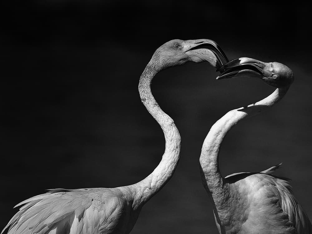 Flamingo Love Heart by Claudio Moretti — canvas wall art