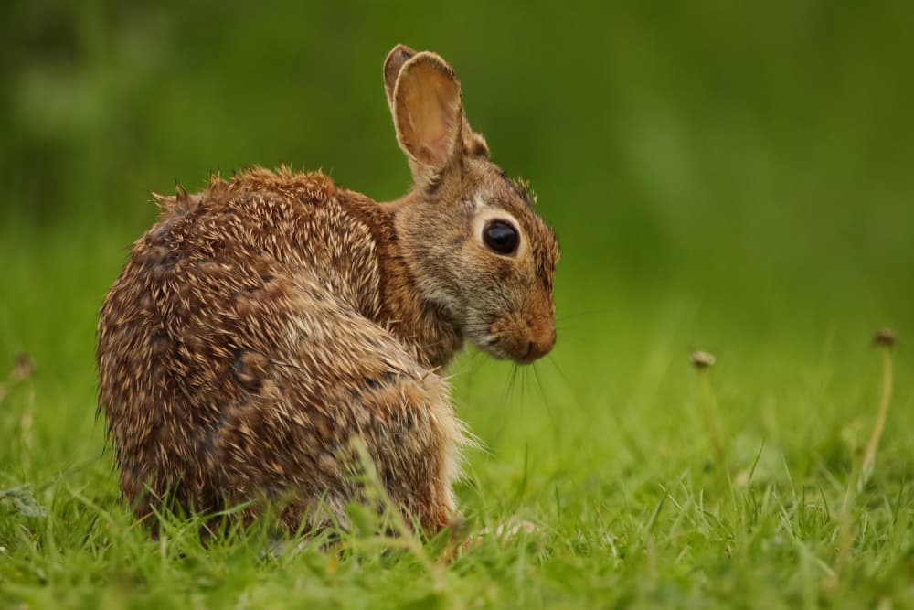 Wet Rabbit Looks Back by Gianni Annibale — canvas wall art