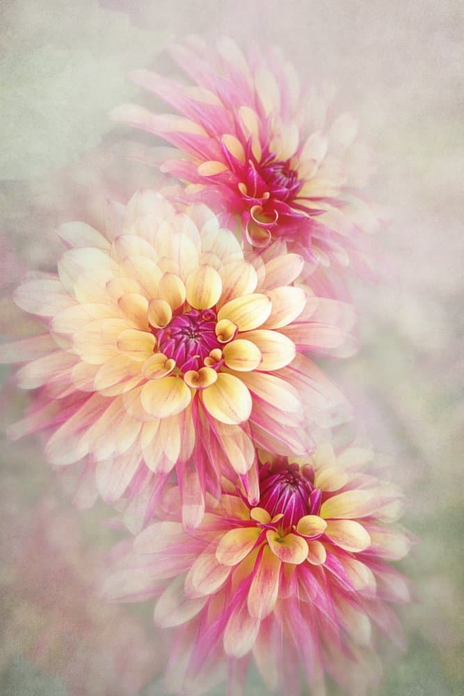 Ethereal Pink Dahlias by Jacky Parker — canvas wall art
