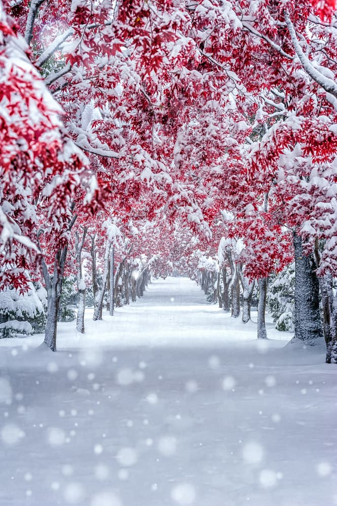 Winter Maple Path by yuusei nagahata — canvas wall art