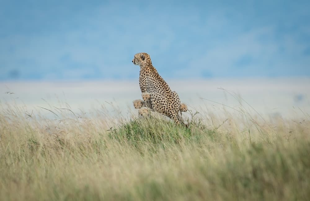 Cheetah Family Watch by Jeffrey C. Sink — canvas wall art