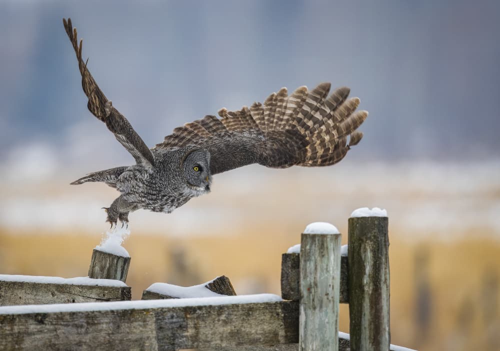Great Gray Owl Flight by Eugene Zhu — canvas wall art