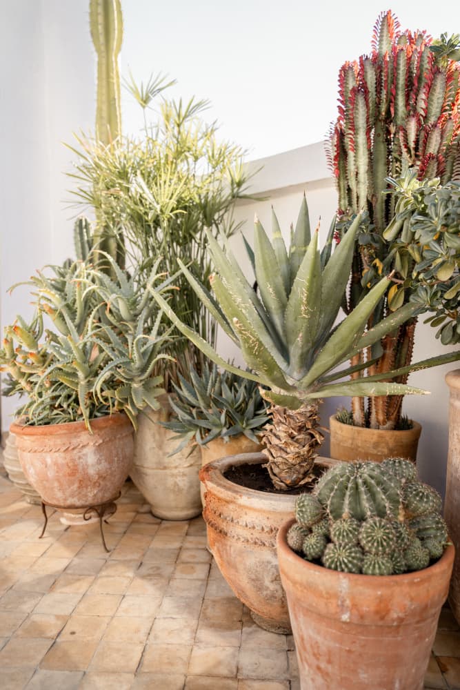 Sunny Desert Plant Garden by Henrike Schenk — canvas wall art