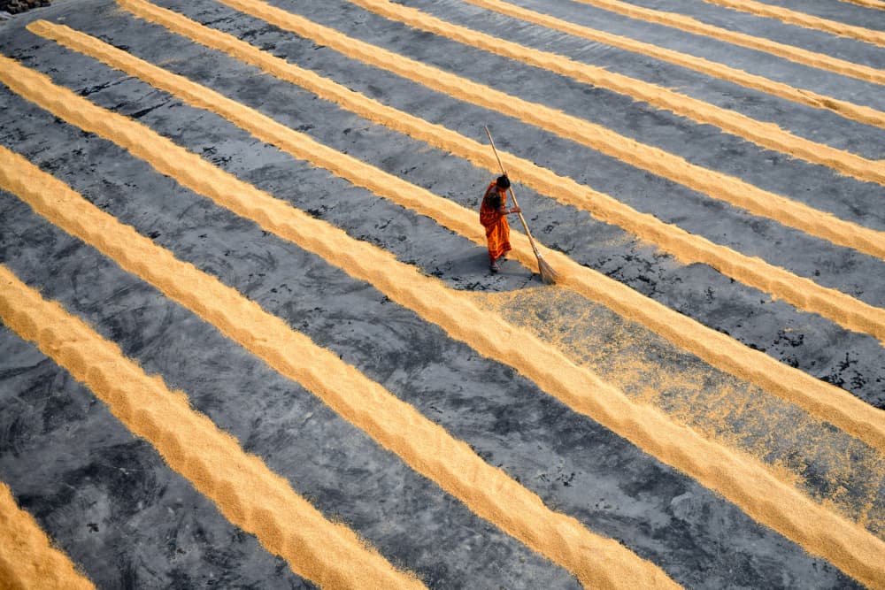 Golden Rice Harvest by Avishek Das — canvas wall art