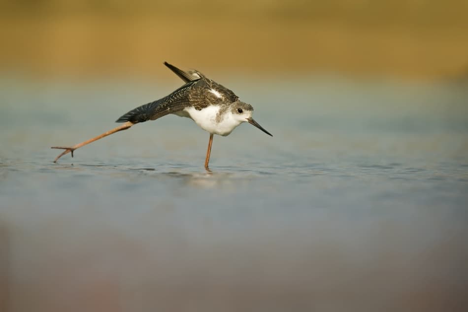Elegant Stilt Stretch by Eyal Amer — canvas wall art