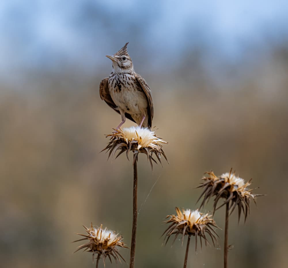 Crested Lark Perched by Eldad Levin — canvas wall art