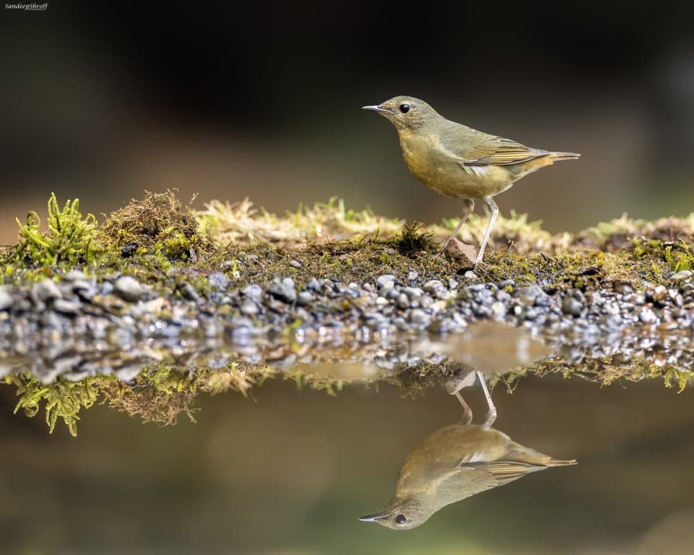 Tranquil Bird Reflection by Sandeep Shroff — canvas wall art