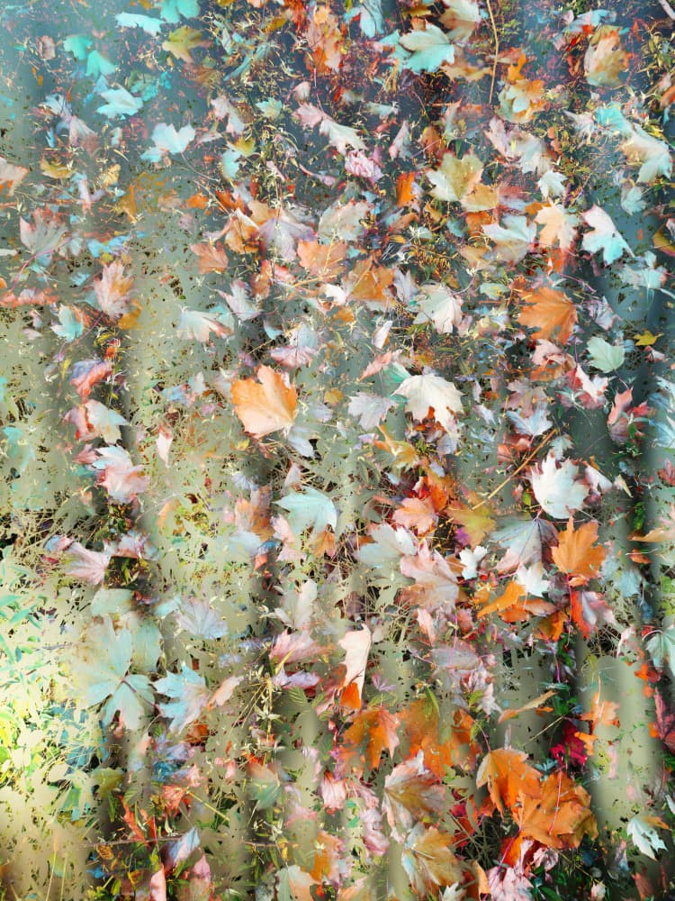 Reflective Autumn Leaves by Angelo Cerantola — canvas wall art