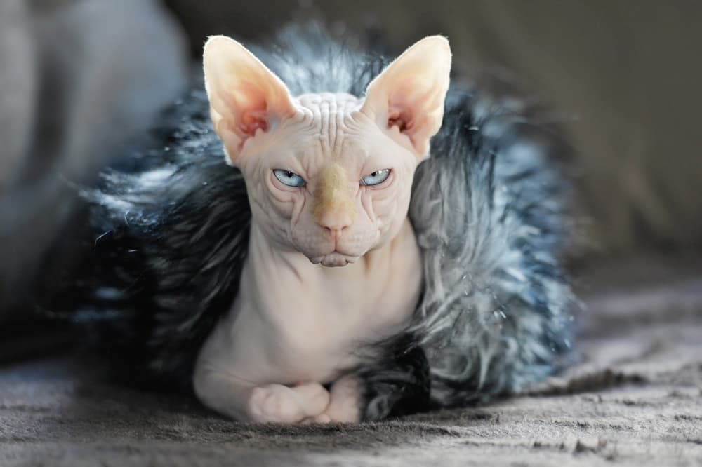 Regal Blue Eyed Sphynx by Monika Vanhercke — canvas wall art