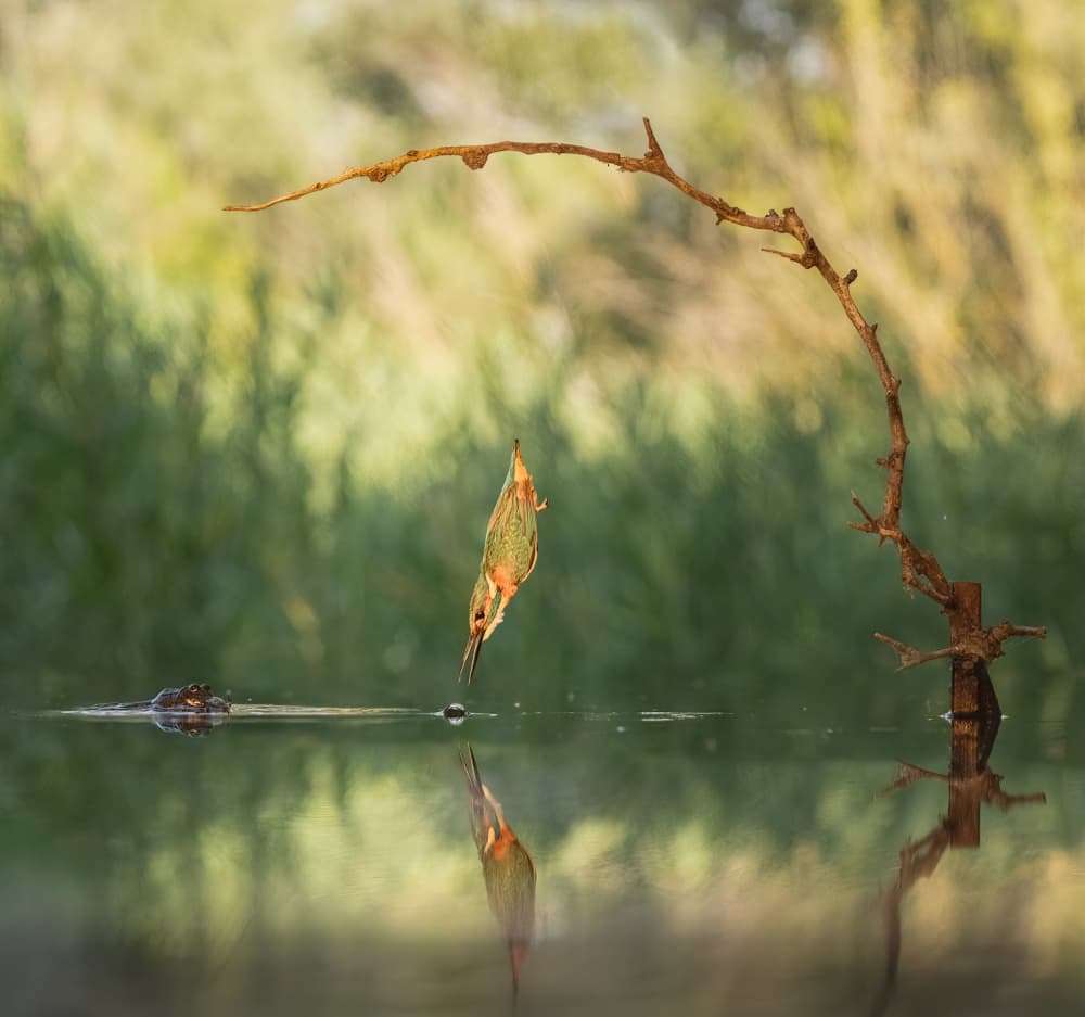 Diving Kingfisher Moment by Larry Deng APA — canvas wall art