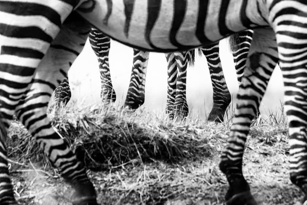 Underneath Zebra Stripes by Mohammed Alnaser — canvas wall art