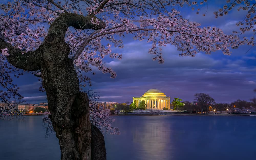 Cherry Blossom Memorial Glow by Hua Zhu — canvas wall art