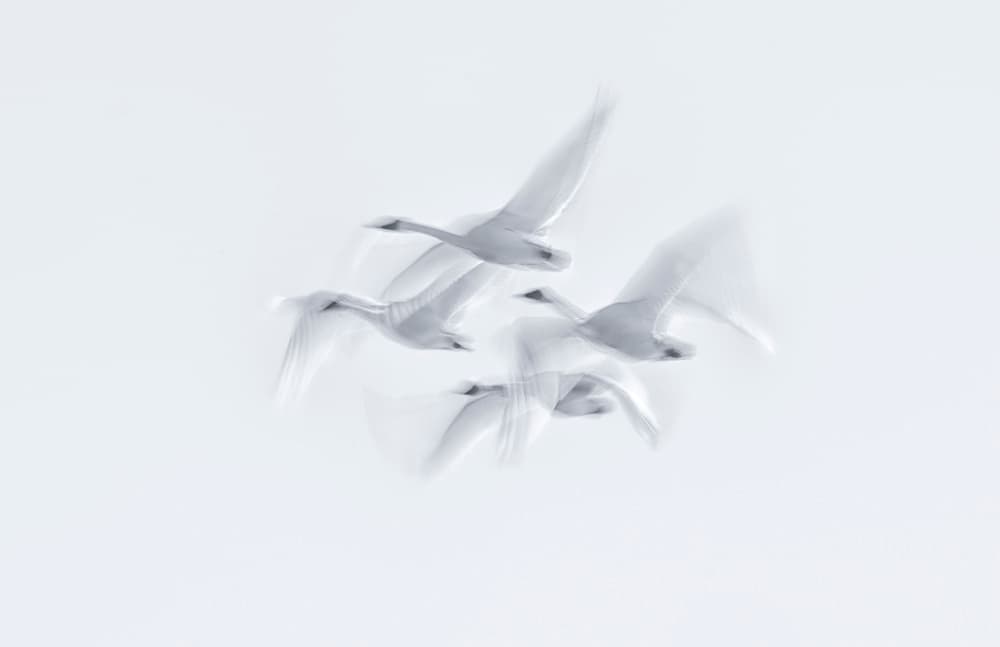 Swans In Motion by Larry Deng APA — canvas wall art