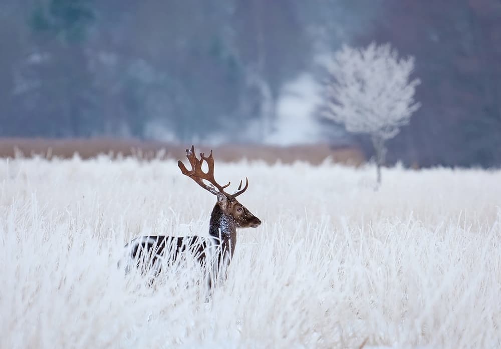 Frosty Winter Deer by Allan Wallberg — canvas wall art