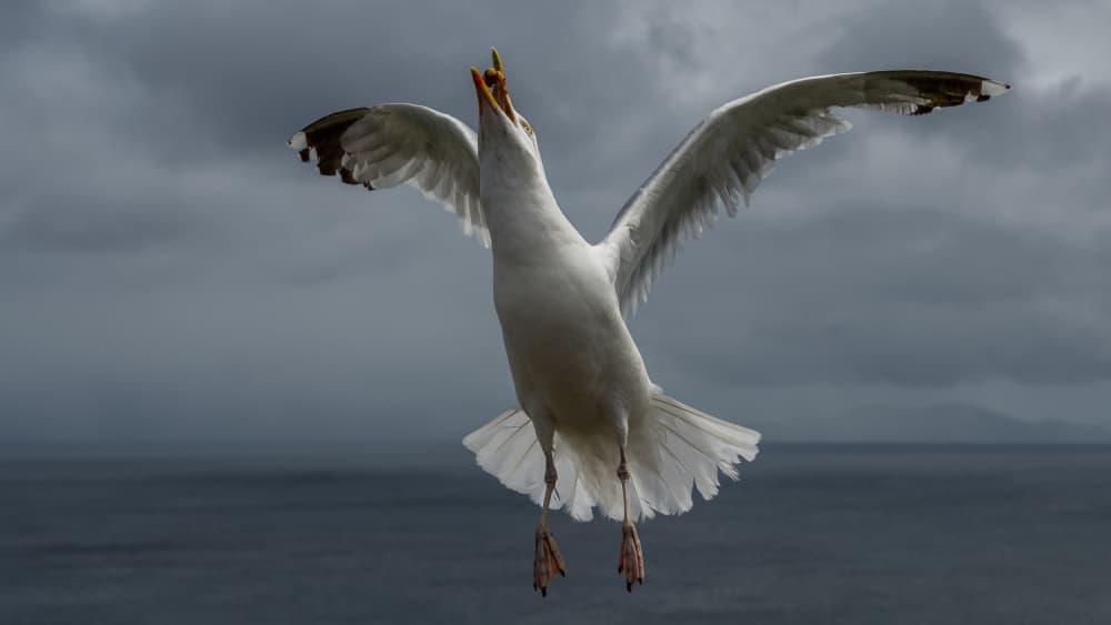 Seagull's Loud Call by Rainer Inderst — canvas wall art