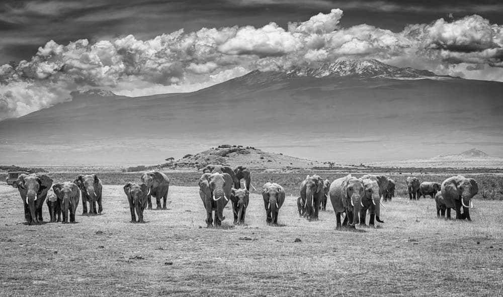 Kilimanjaro Elephant Herd by Jeffrey C. Sink — canvas wall art