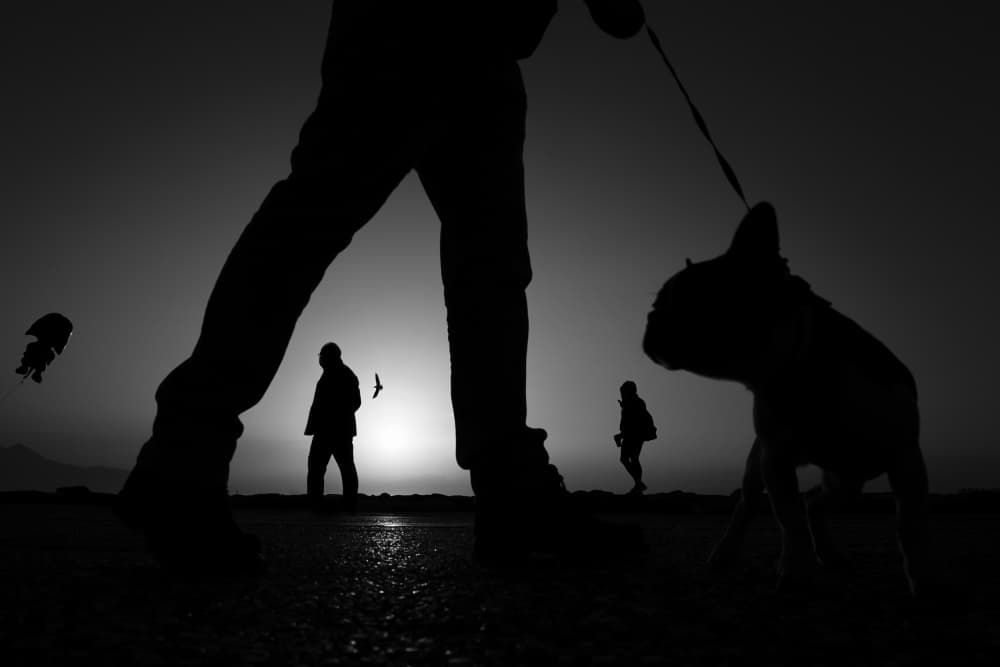 Sunset Dog Walk by Seray AK — canvas wall art