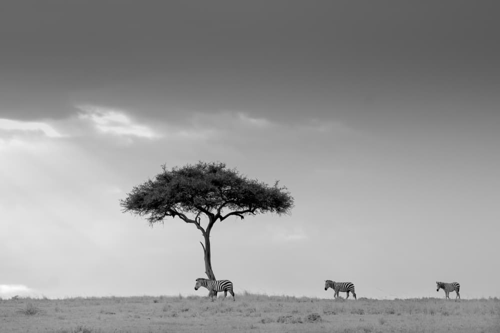 Zebras Under Acacia Tree by MIN LI — canvas wall art