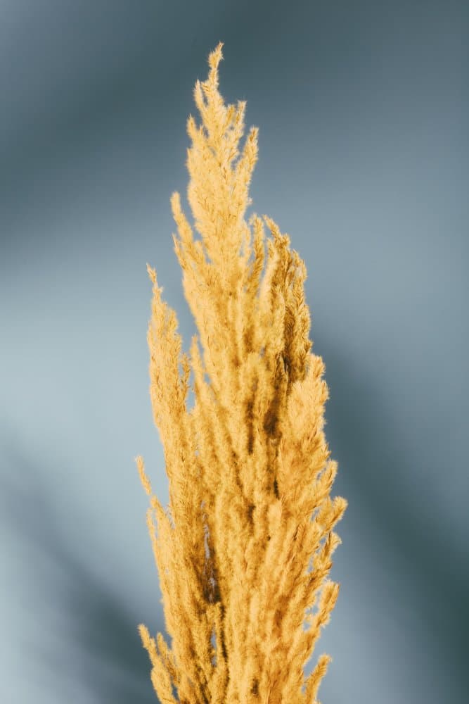 Golden Pampas Plume by Pictufy Studio III — canvas wall art