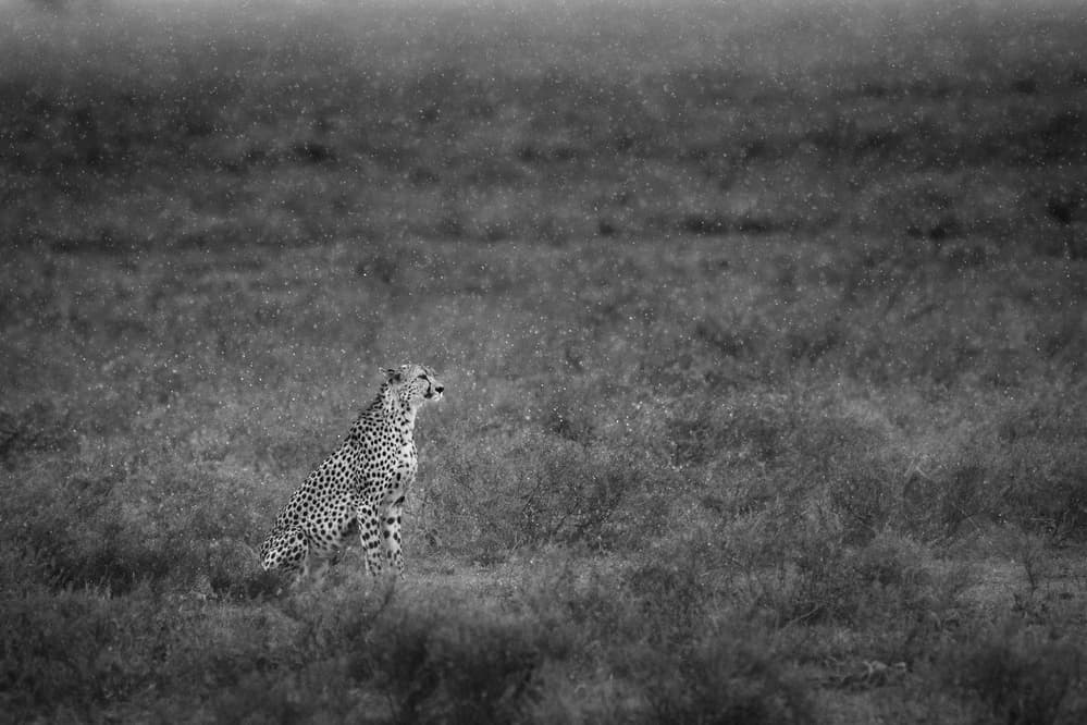 African Cheetah Gaze by Husain Alfraid — canvas wall art
