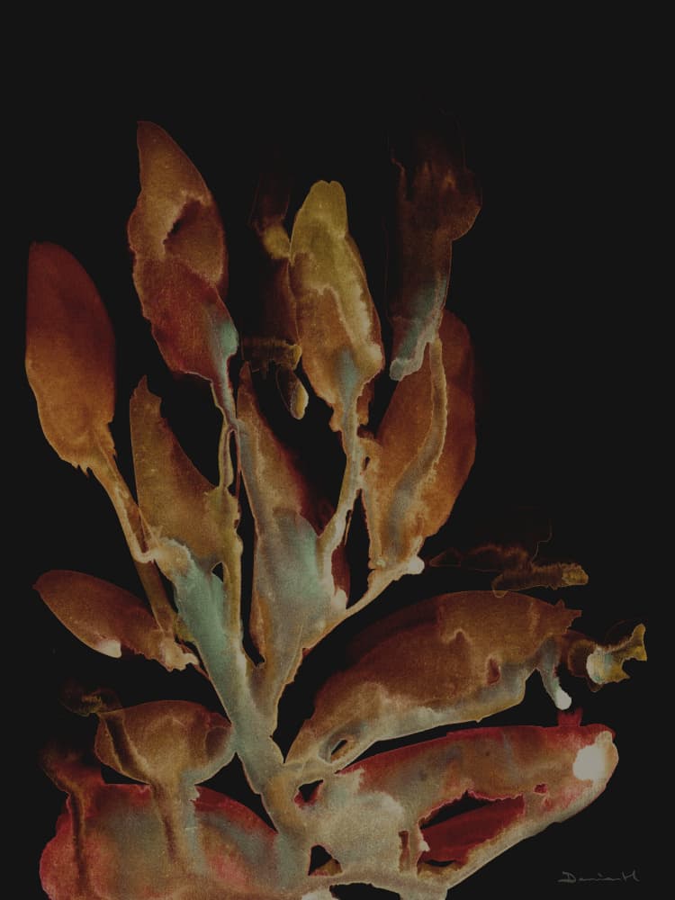 Night Plant by Dan Hobday — canvas wall art
