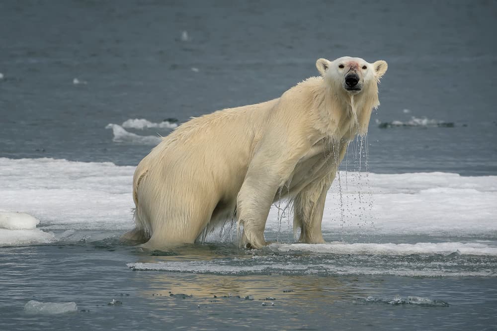 Polar Bear Drips Water by Susanne Landolt — canvas wall art