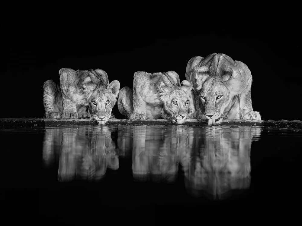 Lions Drinking Reflections by Yun Thwaits — canvas wall art