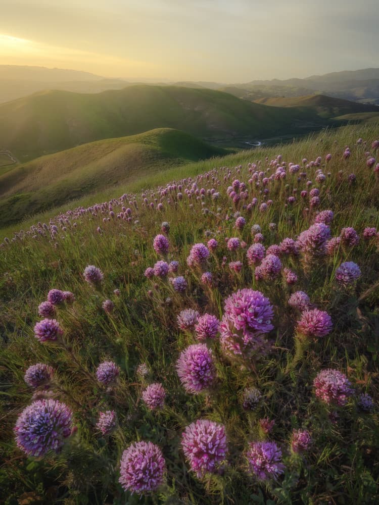 Golden Hour Blooms by Chengming — canvas wall art