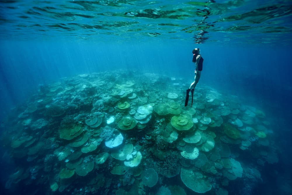 Diver Over Coral Reef by Serge Melesan — canvas wall art