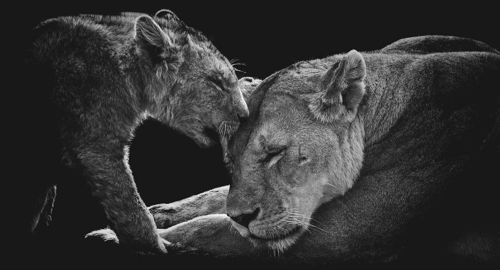 Tender Lion Bond by Vedran Vidak — canvas wall art