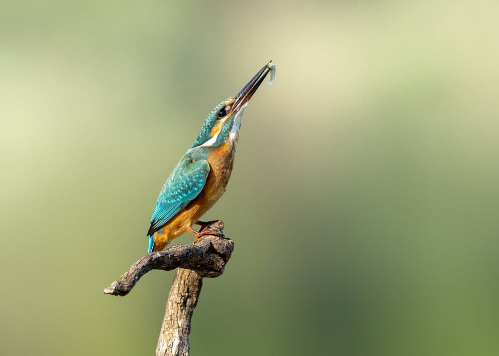 Kingfisher's Fresh Catch by Eyal Amer — canvas wall art